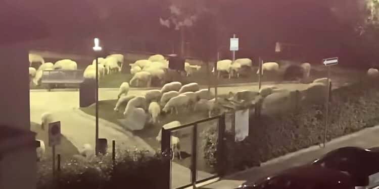 Monserrato, il gregge di pecore torna in azione: rasato il prato dello spazio verde tra le vie Marconi e Volta