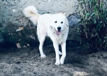 Capoterra, emergenza cani randagi in città, pecore e galline ammazzate da animali incustoditi