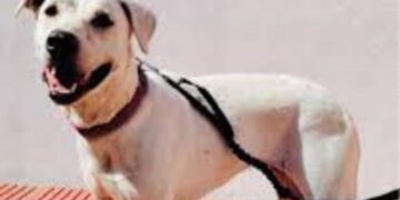 Cagliari, buone notizie per Teodora: avviate le procedure per l’adozione della cagnolina di Monte Urpinu