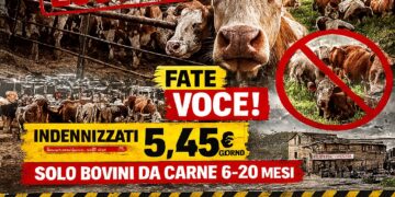 Il Centro Studi Agricoli attacca: “Indennizzi farsa per la dermatite, esclusi la maggior parte dei capi bovini sardi”