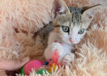 Radio Zampetta Sarda, chi adotta la dolcissima Ariel?