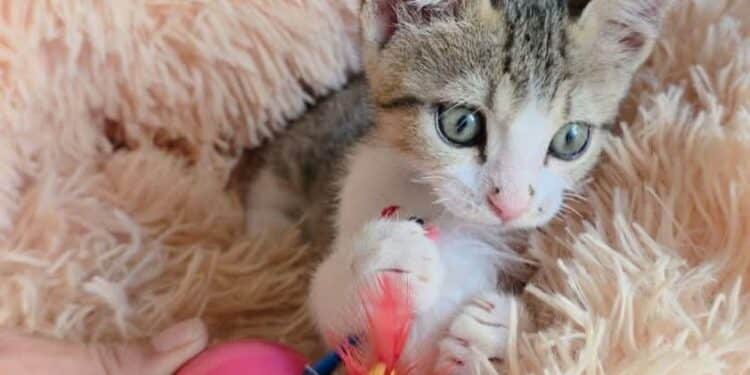 Radio Zampetta Sarda, chi adotta la dolcissima Ariel?