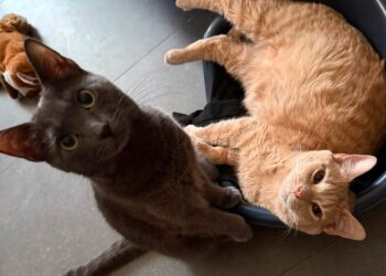 Radio Zampetta Sarda, malata oncologica chiede aiuto per le sue due gattine