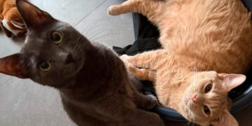 Radio Zampetta Sarda, malata oncologica chiede aiuto per le sue due gattine