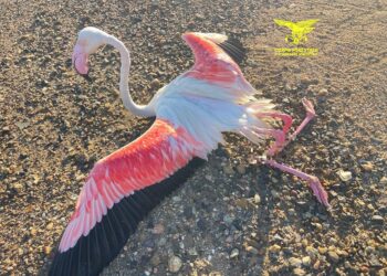 Cagliari, i Forestali salvano un fenicottero ferito dai cavi dell’alta tensione a Santa Gilla