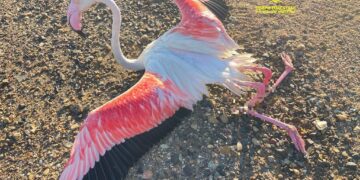 Cagliari, i Forestali salvano un fenicottero ferito dai cavi dell’alta tensione a Santa Gilla