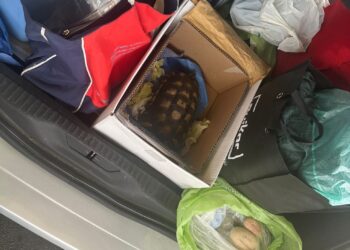 Olbia, tentano l’imbarco con una testuggine e alcune pietre rubate: turisti nei guai