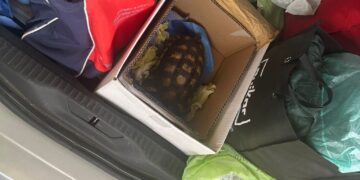 Olbia, tentano l’imbarco con una testuggine e alcune pietre rubate: turisti nei guai