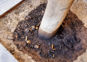 Cagliari, idrocarburi versati nelle radici: chi sta avvelenando gli alberi cittadini?