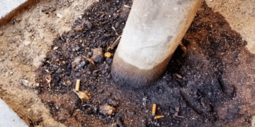 Cagliari, idrocarburi versati nelle radici: chi sta avvelenando gli alberi cittadini?