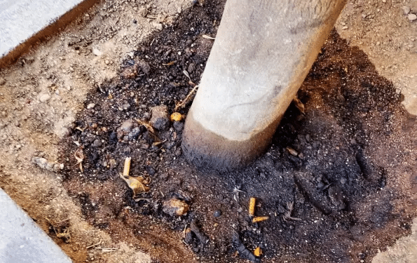 Cagliari, idrocarburi versati nelle radici: chi sta avvelenando gli alberi cittadini?