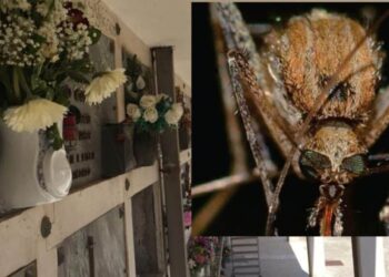 Cagliari, allarme zanzare: chiude il cimitero di San Michele