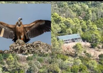 Villasalto, 7 grifoni prendono il volo verso la libertà