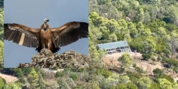 Villasalto, 7 grifoni prendono il volo verso la libertà