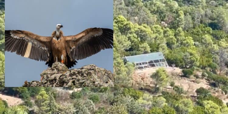 Villasalto, 7 grifoni prendono il volo verso la libertà