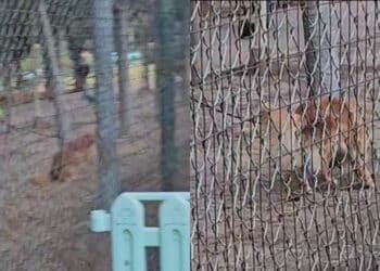 Fido sporca e i proprietari non ripuliscono: Cagliari come una maxi toilette per cani