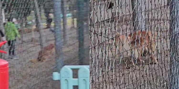 Fido sporca e i proprietari non ripuliscono: Cagliari come una maxi toilette per cani