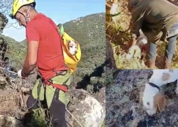 Gonnosfanadiga, si calano in un profondo dirupo per salvare una cagnolina