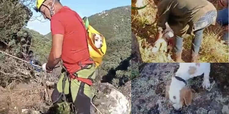 Gonnosfanadiga, si calano in un profondo dirupo per salvare una cagnolina