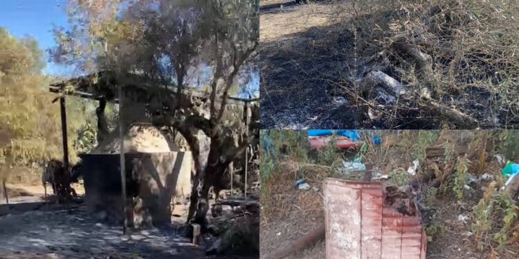 Serdiana, colonie feline prese di mira dai vandali: incendiati ripari e cucce