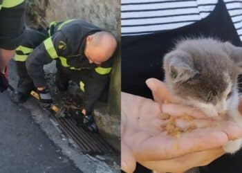 Senorbì, gattino finisce dentro un tombino: in azione i vigili del fuoco