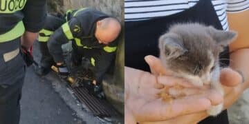Senorbì, gattino finisce dentro un tombino: in azione i vigili del fuoco
