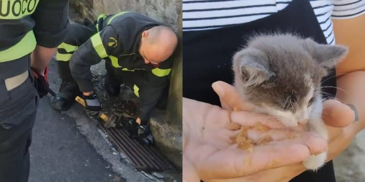 Senorbì, gattino finisce dentro un tombino: in azione i vigili del fuoco