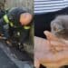 Senorbì, gattino finisce dentro un tombino: in azione i vigili del fuoco