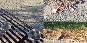 Pericolo a Quartu, lanci di uova sulle auto in corsa tra la Ss 554 e la rotonda del Margine Rosso