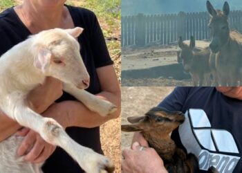 “Disturbano”: Carbonia si mobilita per l’oasi degli animali