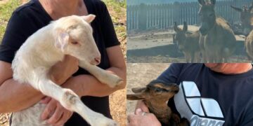 “Disturbano”: Carbonia si mobilita per l’oasi degli animali