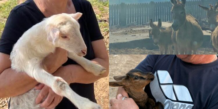 “Disturbano”: Carbonia si mobilita per l’oasi degli animali