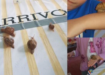 Gesico, la lumaca Miryam batte tutti i concorrenti: 1 metro in poco più di 3 minuti