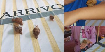 Gesico, la lumaca Miryam batte tutti i concorrenti: 1 metro in poco più di 3 minuti