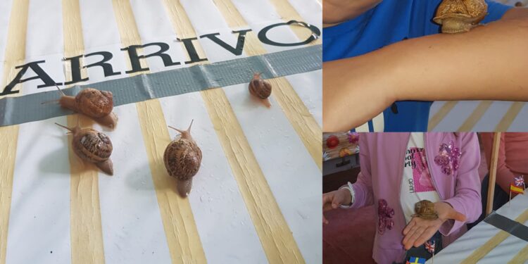 Gesico, la lumaca Miryam batte tutti i concorrenti: 1 metro in poco più di 3 minuti