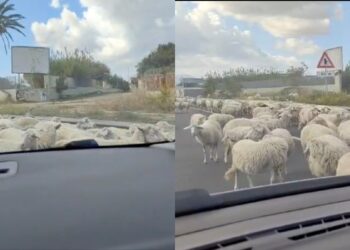Decine di pecore allo sbando lungo la Ss554: il triste copione che si ripete ancora