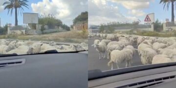 Decine di pecore allo sbando lungo la Ss554: il triste copione che si ripete ancora