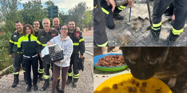 Carbonia, vigili del fuoco in azione per salvare un gatto intrappolato nelle tubature dell’acqua