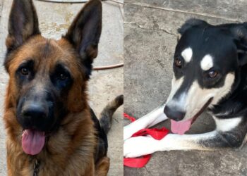 Capoterra, Tari dimezzata per chi adotta un cane: e se raddoppia la tassa viene abolita