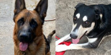 Capoterra, Tari dimezzata per chi adotta un cane: e se raddoppia la tassa viene abolita
