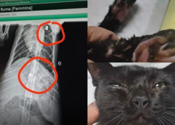 A Carbonia ancora orrore contro gli animali: gattina sparata e abbandonata vicino al fiume, scatta la solidarietà