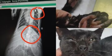 A Carbonia ancora orrore contro gli animali: gattina sparata e abbandonata vicino al fiume, scatta la solidarietà