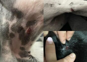 Quartucciu, cane libero in strada attacca mamma e figlia mentre portano a passeggio i loro animali con il guinzaglio