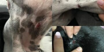 Quartucciu, cane libero in strada attacca mamma e figlia mentre portano a passeggio i loro animali con il guinzaglio