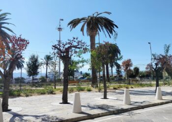 Cagliari, la foresta urbana flop di via Roma sta già morendo: “Gli alberi non sono arredi”