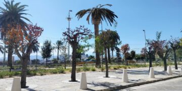 Cagliari, la foresta urbana flop di via Roma sta già morendo: “Gli alberi non sono arredi”