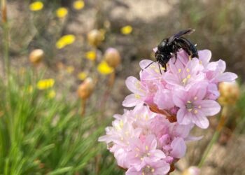 Sardegna, scoperta una nuova specie di ape: Andrena culucciae