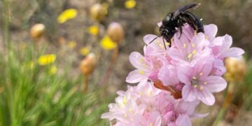 Sardegna, scoperta una nuova specie di ape: Andrena culucciae