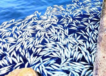 Cagliari, moria di pesci a Su Siccu: verifiche in corso