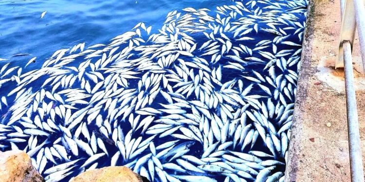 Cagliari, moria di pesci a Su Siccu: verifiche in corso